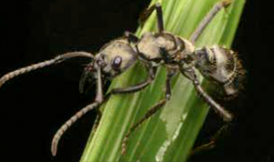 neoponera-apicalis