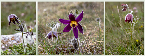 Pulsatilla Anemone Pulsatilla